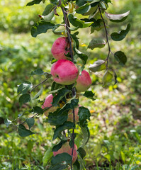 A tree with five apples hanging from it