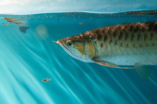 Arowana or Arwana fish in the aquarium with a blue background