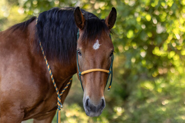 Obraz premium Head portrait of a bay brown south german coldblood horse mare in summer outdoors