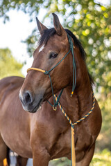 Obraz premium Head portrait of a bay brown south german coldblood horse mare in summer outdoors