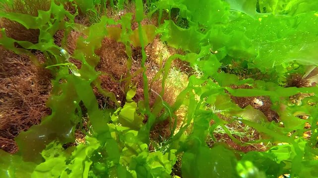 Underwater view of red and green algae that grow on rocks near the shore