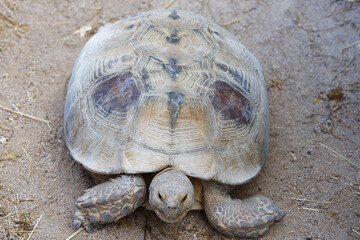 African spurred tortoise -Centrochelys sulcata, also known as the sulcata tortoise. Wildlife animal.