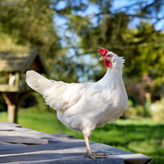 A healthy white hen stands on a wooden surface in a sunny garden. With its beak open as if clucking, it's a charming portrait of free-range poultry and rural farm life.

