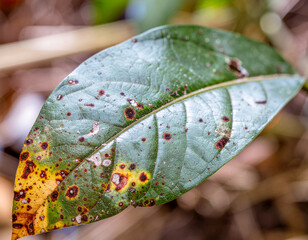 Close-up of a diseased green leaf with brown and yellow spots caused by a fungal or bacterial infection.