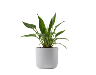 Green plant in a simple white pot