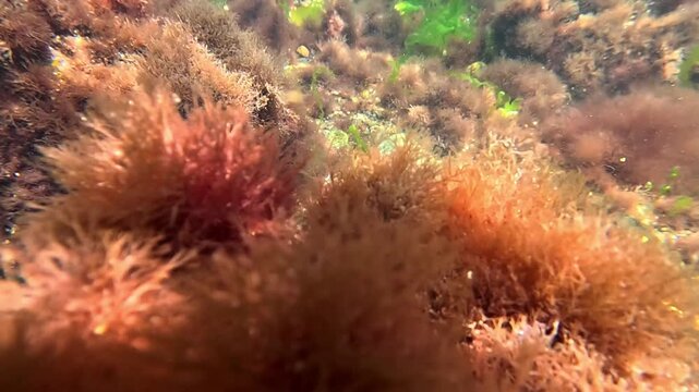 Macro algae, Underwater landscape of red algae Ceramium rubrum on rocks in the Black Sea, Odessa Gulf