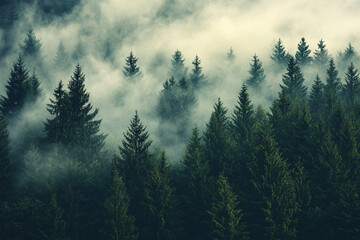 Fototapeta premium clouds in the forest