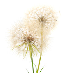 Obraz premium Two dandelion seed heads isolated on white background