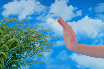 Hand showing stop gesture to ragweed plant pollen allergy concept