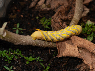 Striking caterpillar resting on a branch