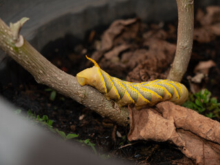 Lime Hawk Moth caterpillar resting on branch close-up