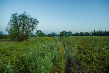 Obraz premium A bright and clear late afternoon landscape showing a dirt path winding through vibrant green vegetation and a lone, bushy tree under a clear sky.