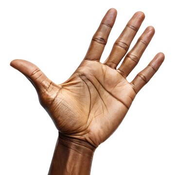 Exploring the Complexities of the Human Hand Anatomy and Function