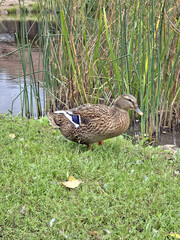 Wild Duck Near Reeds and Grass Waterside