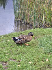Wild Duck Resting on Grassy Pond Bank