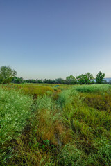 Fototapeta premium A scenic summer landscape of a wild dirt path through a field of green and golden grasses, with a lone blue tent nestled amongst the vegetation under a clear, vast blue sky.
