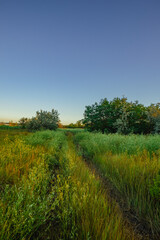 Obraz premium An inviting, sunlit path cutting through a wild green field with a mixture of grasses and bushes, framed by large trees in the distance under a pale blue sunset sky.