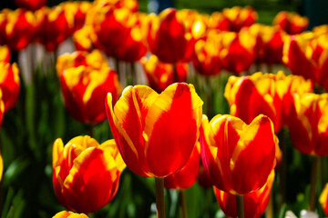 yellow and red tulips