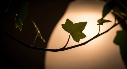 Silhouette of ivy leaves against a warm light background