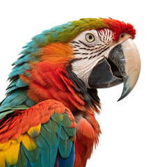 Obraz premium Vibrant green parrot with red and yellow markings, a stunning tropical bird portrait 