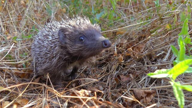The small European hedgehog (Erinaceus europaeus) climbs in the grass in a forest park