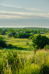 A panoramic view of a lush green landscape with a variety of trees and bushes, under a cloudy sky with a soft, ethereal light.