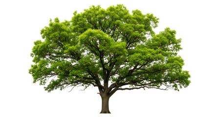 Isolated deciduous tree with vibrant green leaves, creating a sense of natural beauty and serenity