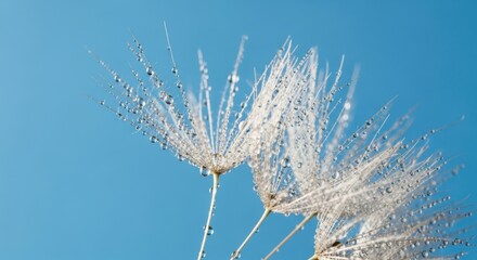 Dewdrops on Dandelion Seeds Against a Clear Blue Sky
