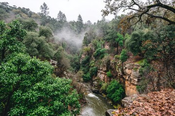 Misty river gorge with lush foliage