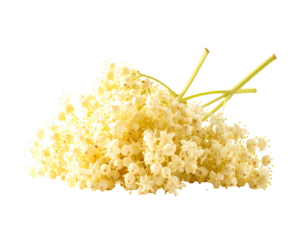 Cluster of pale yellow flowers