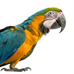Fototapeta premium Vibrant blue and gold macaw parrot shows off stunning plumage and intelligent eyes 