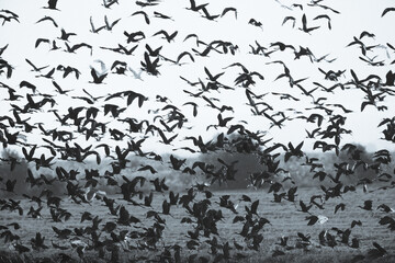 Harmonic Chaos in Black and White