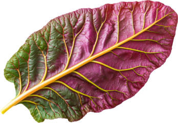 Vibrant chard leaf, red veins, green edge, macro texture, fresh, organic vibe