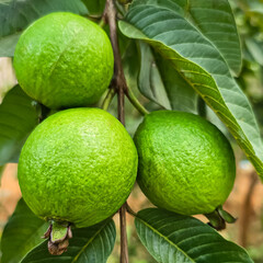 Fresh green guavas grow on a tree branch surrounded by lush green leaves, symbolizing tropical abundance, organic farming, and the natural sweetness of this healthy exotic fruit.