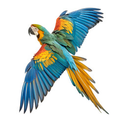 Fototapeta premium Vibrant macaw parrot in flight showcases stunning blue, yellow, and green plumage, capturing natural beauty. 
