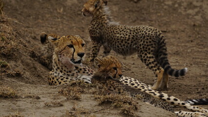 Cheetah mother with her cubs