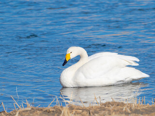 ハクチョウにクローズアップ