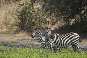 Zebras am Wasserloch