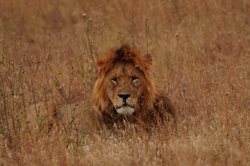 Big male adult lion in high grass