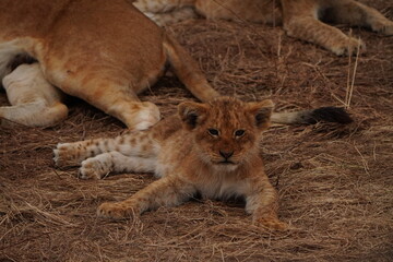 Baby lion cub