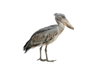 Obraz premium Shoebill Stork Isolated Detailed Portrait on PNG Transparent Background