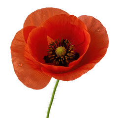 A vibrant red common poppy with translucent petals, dark velvety center, yellow stamens, and a sparkling dewdrop, isolated on a clean transparent background with no shadows. Concept of botanical