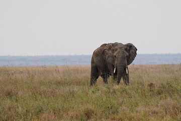 Obraz premium Big male Elephant in the Serengeti