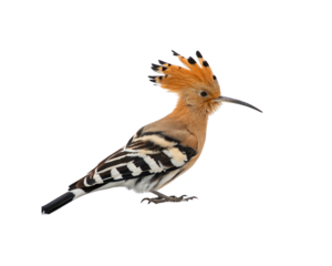 Hoopoe bird on png transparent background, exotic bird with crested head and patterned wings