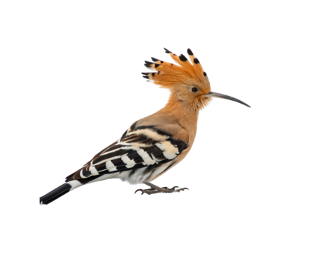 Hoopoe bird on png transparent background, exotic bird with crested head and patterned wings