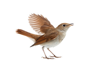 Fototapeta premium Singing common nightingale bird with its wings spread open, on a png transparent background