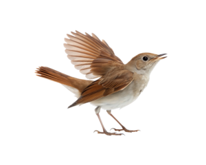 Singing common nightingale bird with its wings spread open, on a png transparent background
