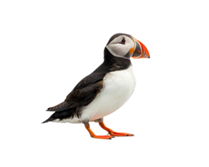 Atlantic Puffin Bird in Profile Isolated on White Background PNG Transparent