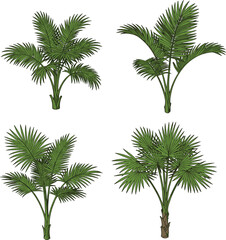 Illustration of tropical palm trees with lush green fan-shaped leaves, perfect for botanical, nature, landscaping, tropical garden, greenery, exotic plant design.