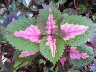 Symmetric Pink and Green Perilla Frutescens Leaf Pattern